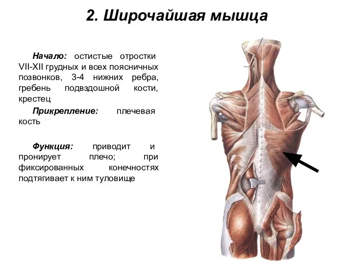 2. Широчайшая мышца Начало: остистые отростки VII-XII грудных и всех поясничных