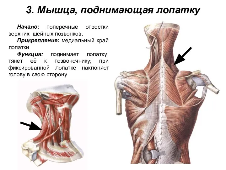 3. Мышца, поднимающая лопатку Начало: поперечные отростки верхних шейных позвонков. Прикрепление: