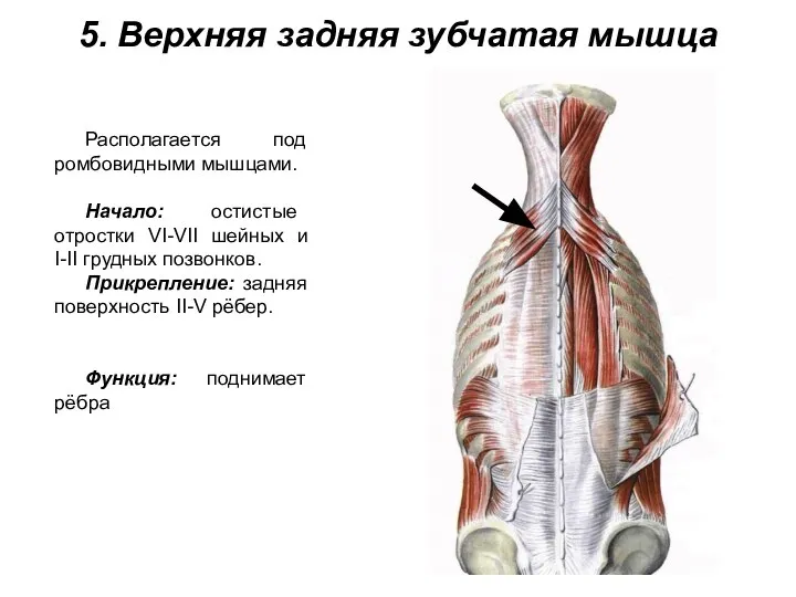 5. Верхняя задняя зубчатая мышца Располагается под ромбовидными мышцами. Начало: остистые