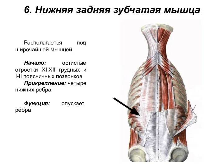 6. Нижняя задняя зубчатая мышца Располагается под широчайшей мышцей. Начало: остистые