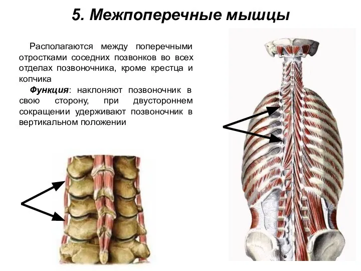 5. Межпоперечные мышцы Располагаются между поперечными отростками соседних позвонков во всех