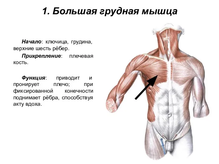 1. Большая грудная мышца Начало: ключица, грудина, верхние шесть рёбер. Прикрепление: