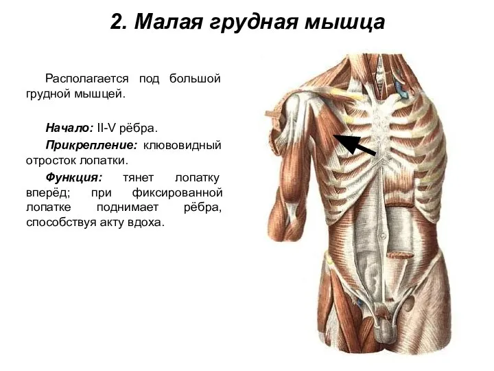 2. Малая грудная мышца Располагается под большой грудной мышцей. Начало: II-V