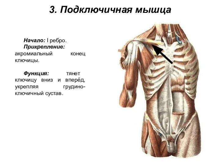 3. Подключичная мышца Начало: I ребро. Прикрепление: акромиальный конец ключицы. Функция: