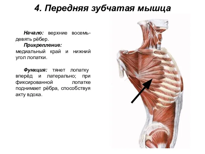 4. Передняя зубчатая мышца Начало: верхние восемь-девять рёбер. Прикрепление: медиальный край