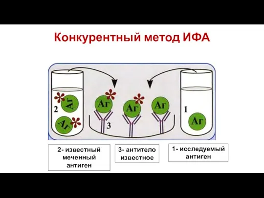 Конкурентный метод ИФА 1- исследуемый антиген 3- антитело известное 2- известный меченный антиген