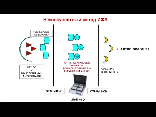 АНТИГЛОБУЛИНОВЫЕ АНТИТЕЛА, КОНЪЮГИРОВАННЫЕ С ФЕРМЕНТНОЙ МЕТКОЙ ИССЛЕДУЕМАЯ СЫВОРОТКА ЛУНКА С НАНЕСЕННЫМИ