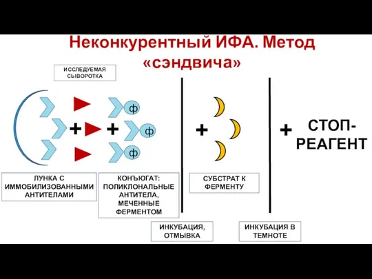 Неконкурентный ИФА. Метод «сэндвича» ЛУНКА С ИММОБИЛИЗОВАННЫМИ АНТИТЕЛАМИ ИССЛЕДУЕМАЯ СЫВОРОТКА КОНЪЮГАТ: