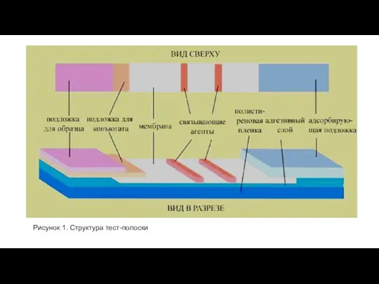 Рисунок 1. Структура тест-полоски