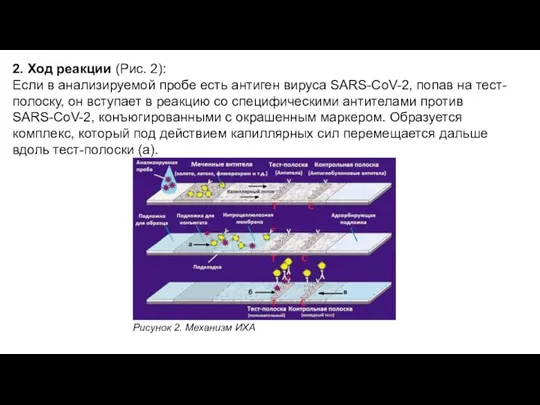 2. Ход реакции (Рис. 2): Если в анализируемой пробе есть антиген