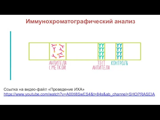 Иммунохроматографический анализ Ссылка на видео-файл «Проведение ИХА» https://www.youtube.com/watch?v=A00tl8SwES4&t=84s&ab_channel=SHOPRASEIA