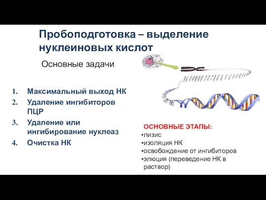 Пробоподготовка – выделение нуклеиновых кислот ОСНОВНЫЕ ЭТАПЫ: лизис изоляция НК освобождение