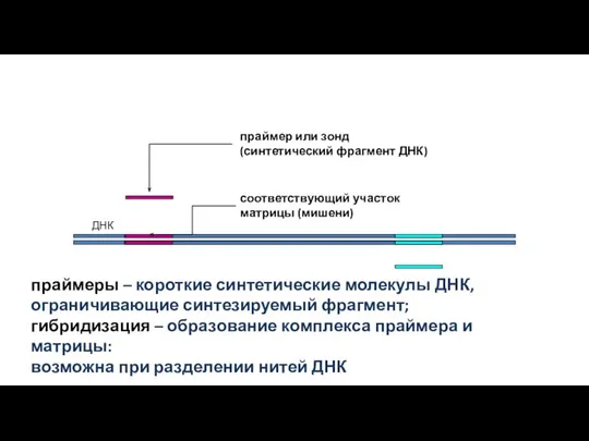 ДНК праймер или зонд (синтетический фрагмент ДНК) соответствующий участок матрицы (мишени)