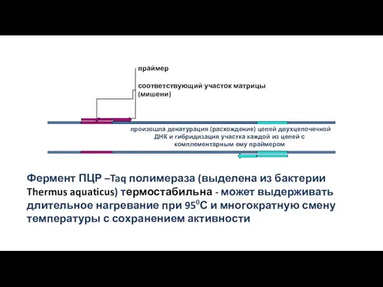 праймер соответствующий участок матрицы (мишени) Фермент ПЦР –Taq полимераза (выделена из