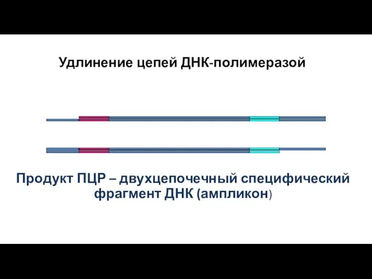 Удлинение цепей ДНК-полимеразой Продукт ПЦР – двухцепочечный специфический фрагмент ДНК (ампликон)