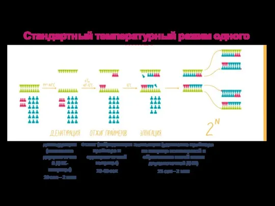 денатурация (плавление двуцепочечной ДНК-матрицы) 10 сек – 2 мин Стандартный температурный