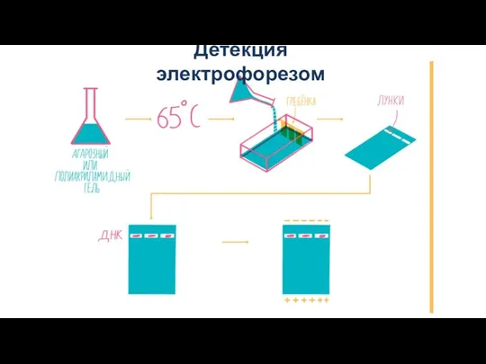 Детекция электрофорезом