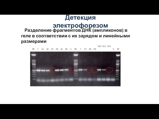 Детекция электрофорезом Разделение фрагментов ДНК (ампликонов) в геле в соответствии с