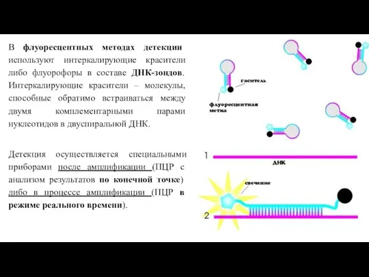 В флуоресцентных методах детекции используют интеркалирующие красители либо флуорофоры в составе