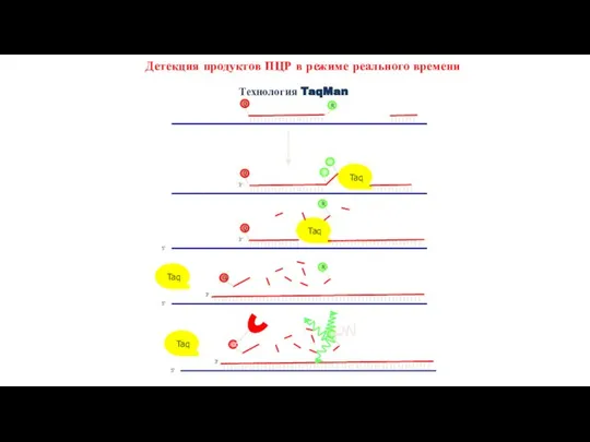 Детекция продуктов ПЦР в режиме реального времени Технология TaqMan