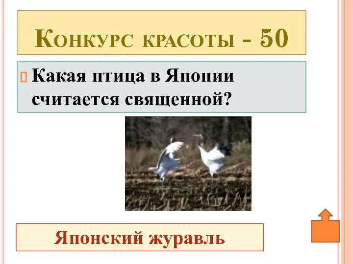 Какая птица в Японии считается священной? Конкурс красоты - 50 Японский журавль