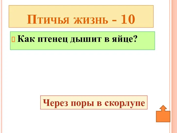 Как птенец дышит в яйце? Птичья жизнь - 10 Через поры в скорлупе