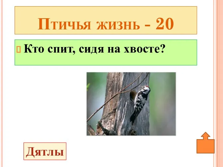 Кто спит, сидя на хвосте? Птичья жизнь - 20 Дятлы