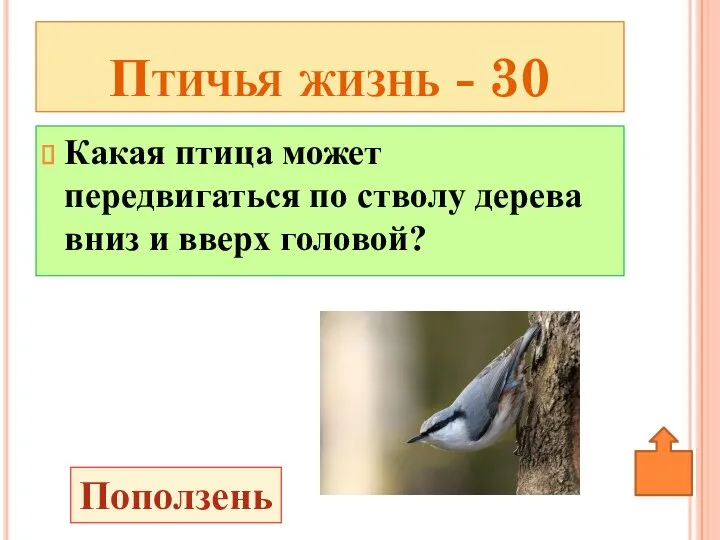 Какая птица может передвигаться по стволу дерева вниз и вверх головой? Птичья жизнь - 30 Поползень