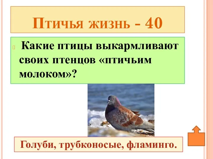 Какие птицы выкармливают своих птенцов «птичьим молоком»? Птичья жизнь - 40 Голуби, трубконосые, фламинго.