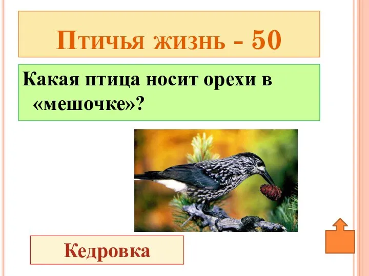 Какая птица носит орехи в «мешочке»? Птичья жизнь - 50 Кедровка