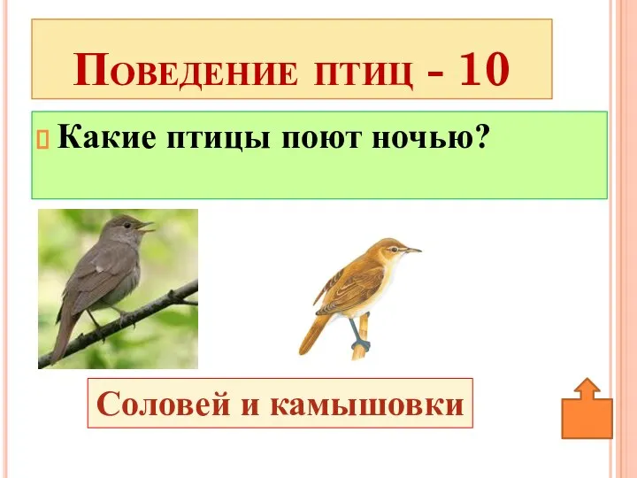 Какие птицы поют ночью? Поведение птиц - 10 Соловей и камышовки