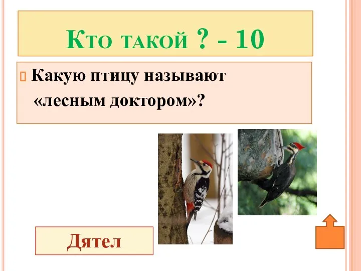 Кто такой ? - 10 Дятел Какую птицу называют «лесным доктором»?