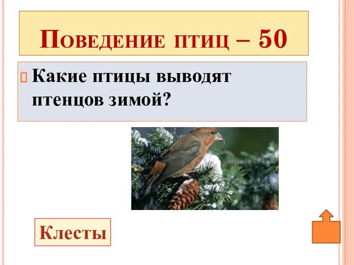 Какие птицы выводят птенцов зимой? Поведение птиц – 50 Клесты