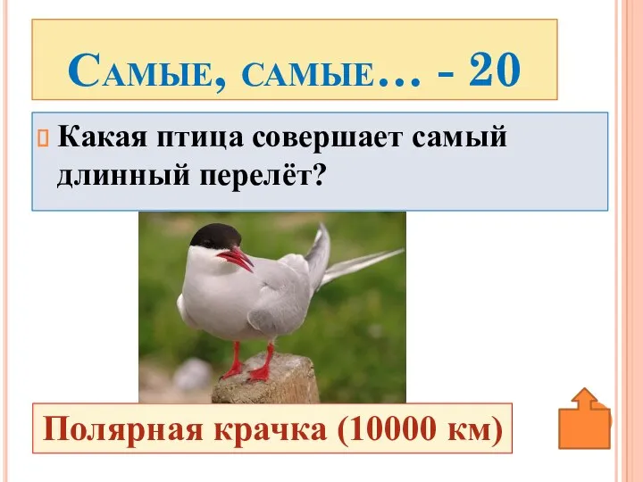 Какая птица совершает самый длинный перелёт? Самые, самые… - 20 Полярная крачка (10000 км)