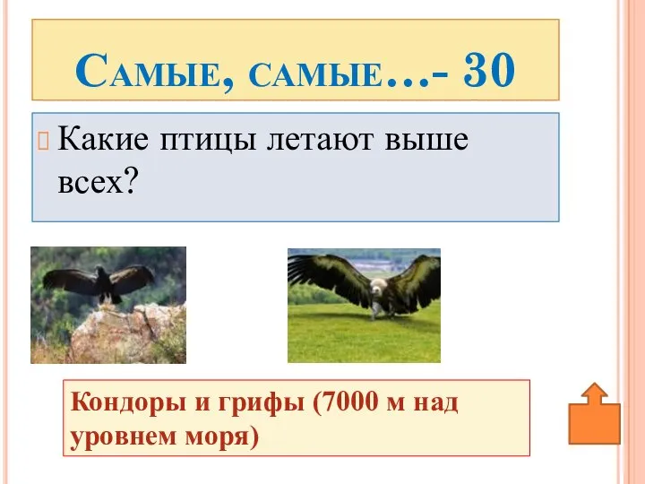 Какие птицы летают выше всех? Самые, самые…- 30 Кондоры и грифы (7000 м над уровнем моря)