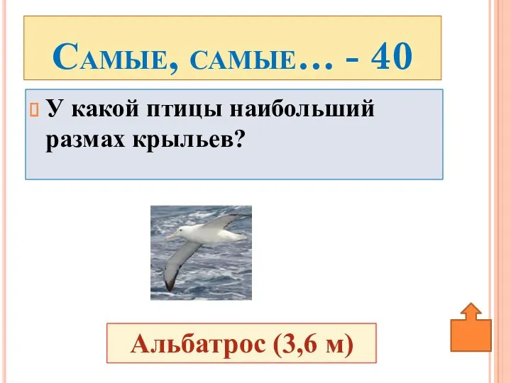 е У какой птицы наибольший размах крыльев? Самые, самые… - 40 Альбатрос (3,6 м)