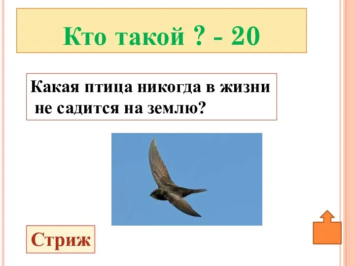 Кто такой ? - 20 Стриж Какая птица никогда в жизни не садится на землю?