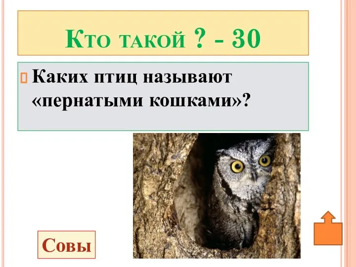 Каких птиц называют «пернатыми кошками»? Кто такой ? - 30 Совы