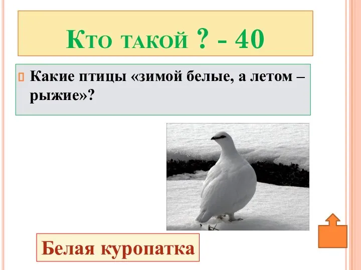 Какие птицы «зимой белые, а летом – рыжие»? Кто такой ? - 40 Белая куропатка