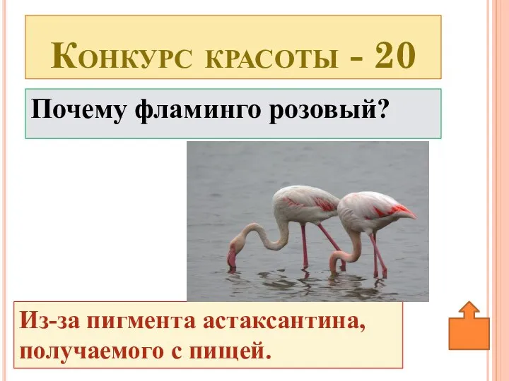 Почему фламинго розовый? Конкурс красоты - 20 Из-за пигмента астаксантина, получаемого с пищей.