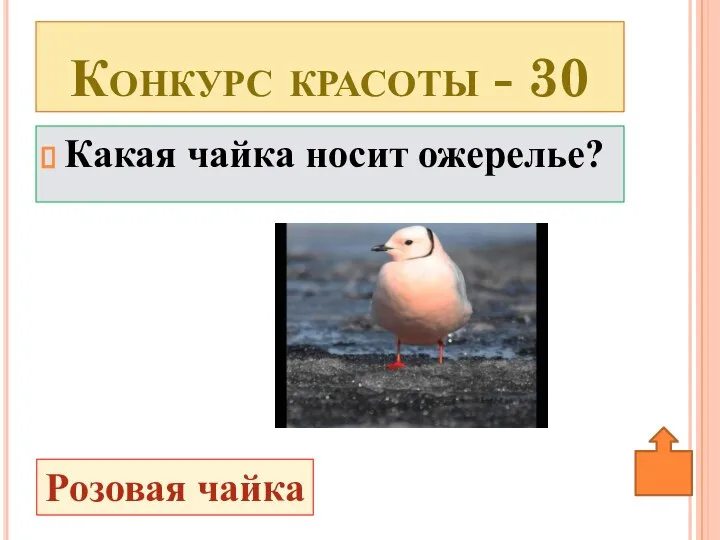 Какая чайка носит ожерелье? Конкурс красоты - 30 Розовая чайка