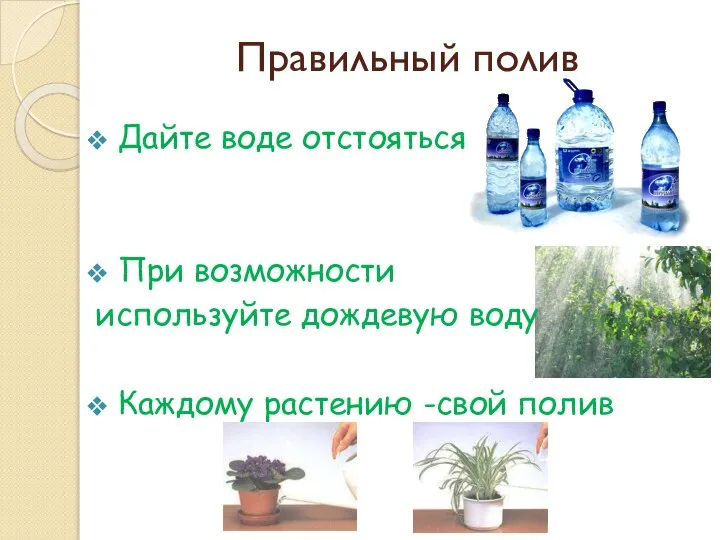 Правильный полив Дайте воде отстояться При возможности используйте дождевую воду Каждому растению -свой полив