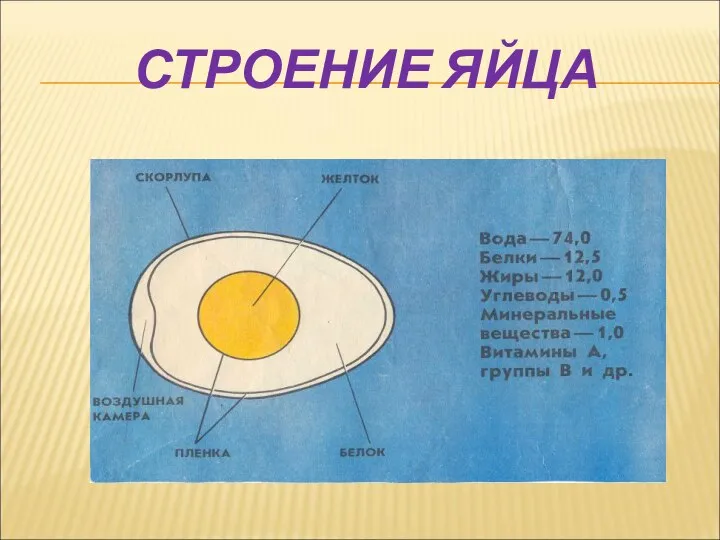 СТРОЕНИЕ ЯЙЦА