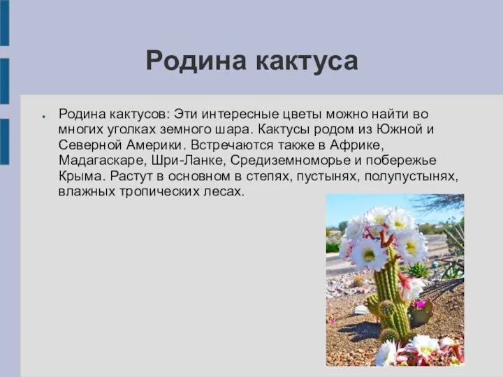 Родина кактуса Родина кактусов: Эти интересные цветы можно найти во многих
