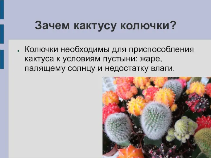 Зачем кактусу колючки? Колючки необходимы для приспособления кактуса к условиям пустыни: