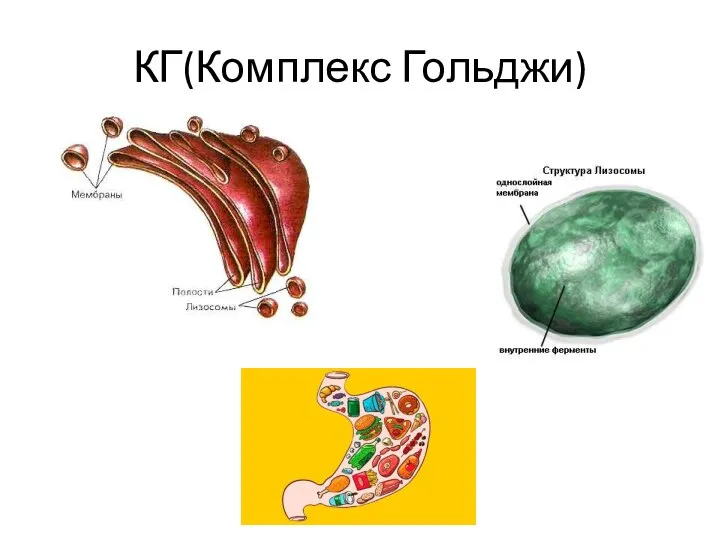 КГ(Комплекс Гольджи)