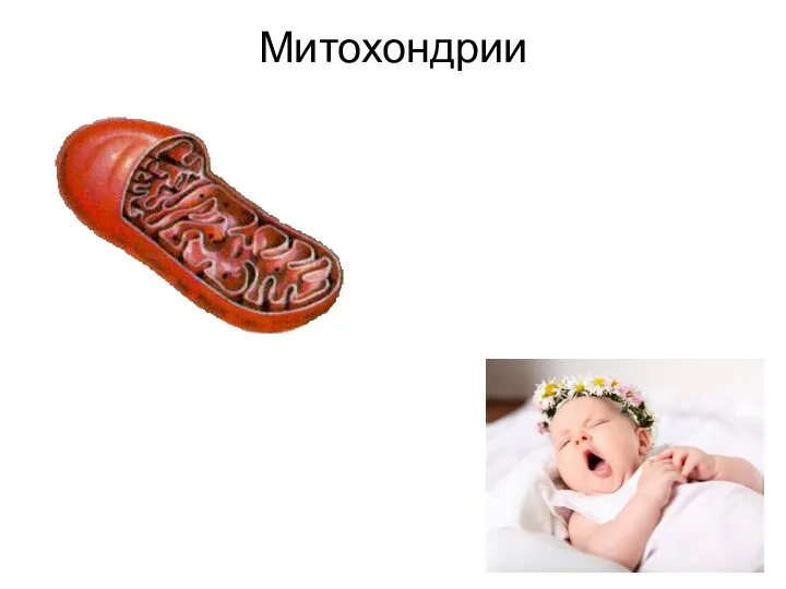 Митохондрии