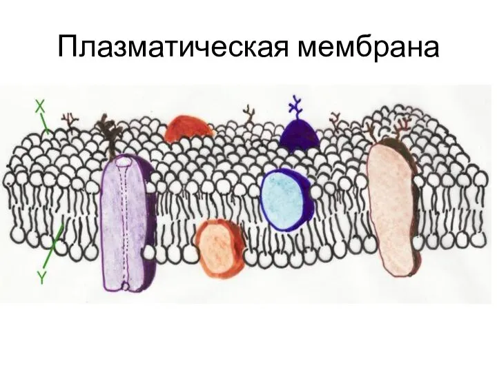 Плазматическая мембрана