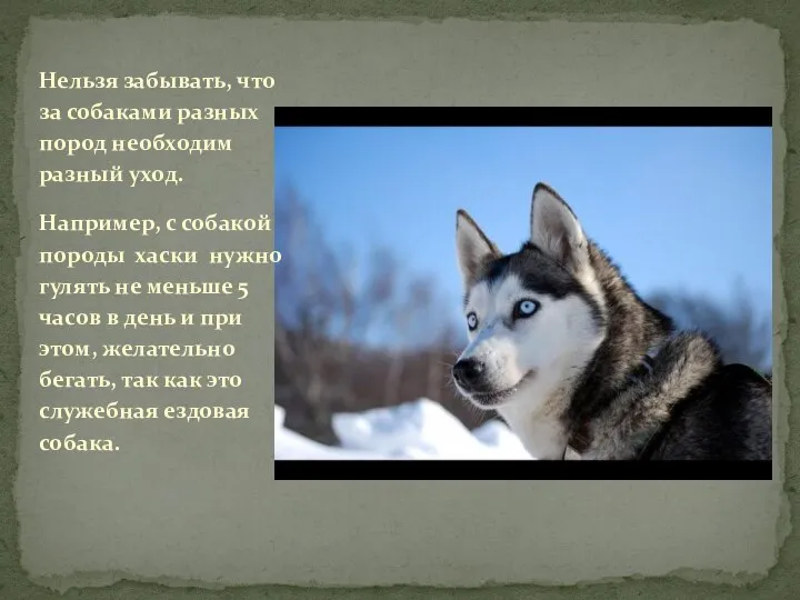 Нельзя забывать, что за собаками разных пород необходим разный уход. Например,