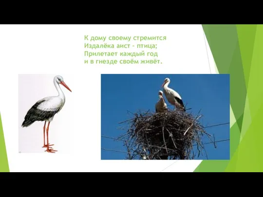 К дому своему стремится Издалёка аист – птица; Прилетает каждый год и в гнезде своём живёт.